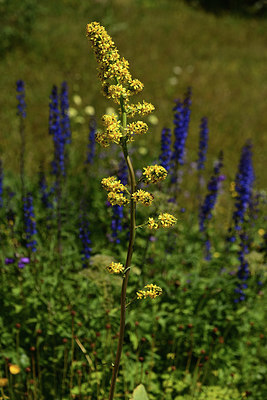BUITEN BEELD Foto: 361791