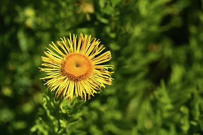 BUITEN BEELD Foto: 361792