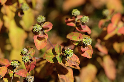 BUITEN BEELD Foto: 361796