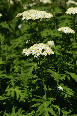 BUITEN BEELD Foto: 361800