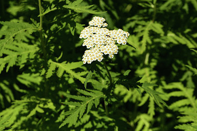 BUITEN BEELD Foto: 361801