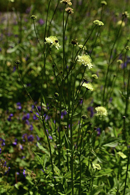 BUITEN BEELD Foto: 361802