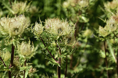 BUITEN BEELD Foto: 361812