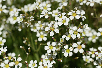 BUITEN BEELD Foto: 361818