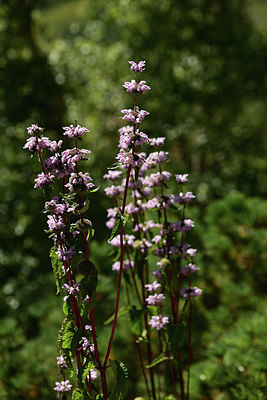 BUITEN BEELD Foto: 361824