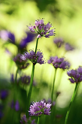 BUITEN BEELD Foto: 361831