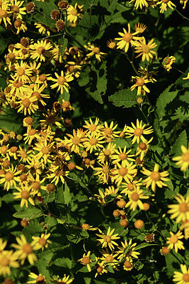 BUITEN BEELD Foto: 361832