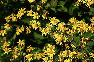 BUITEN BEELD Foto: 361833
