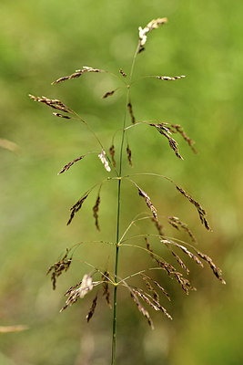 BUITEN BEELD Foto: 361836