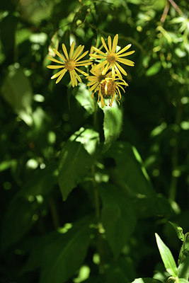 BUITEN BEELD Foto: 361841