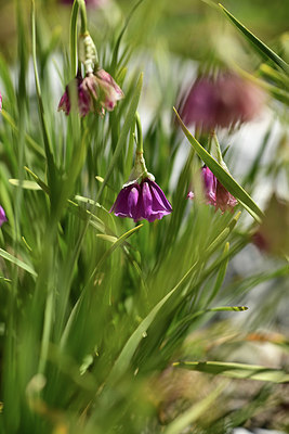 BUITEN BEELD Foto: 361843