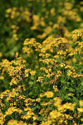 BUITEN BEELD Foto: 361853
