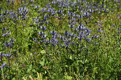 BUITEN BEELD Foto: 361854