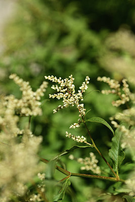 BUITEN BEELD Foto: 361862