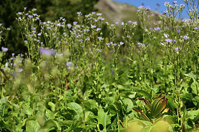 BUITEN BEELD Foto: 361863