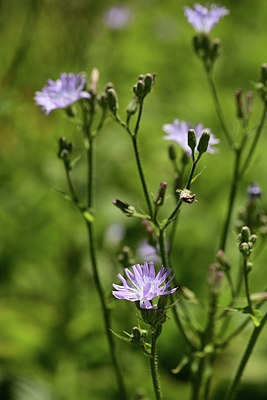BUITEN BEELD Foto: 361864
