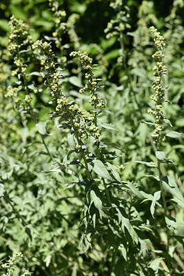 BUITEN BEELD Foto: 361866