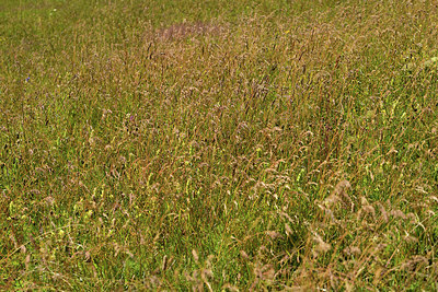 BUITEN BEELD Foto: 361868