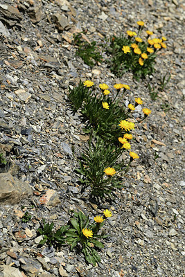 BUITEN BEELD Foto: 361870