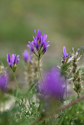 BUITEN BEELD Foto: 361882