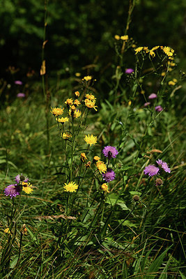 BUITEN BEELD Foto: 361901
