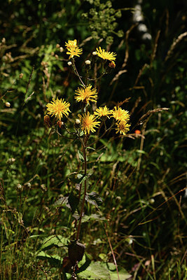 BUITEN BEELD Foto: 361902