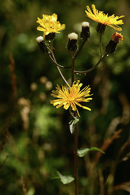 BUITEN BEELD Foto: 361903