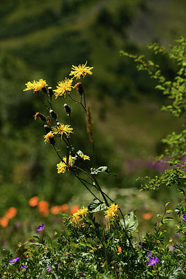 BUITEN BEELD Foto: 361905