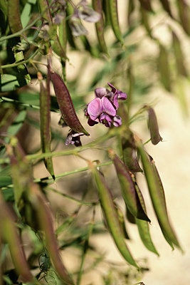 BUITEN BEELD Foto: 361911