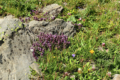 BUITEN BEELD Foto: 361915