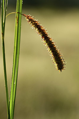 BUITEN BEELD Foto: 361917