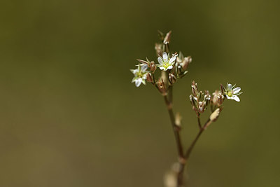 BUITEN BEELD Foto: 361922