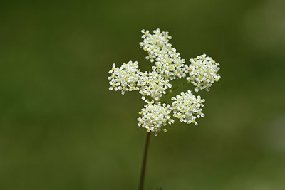 BUITEN BEELD Foto: 361925