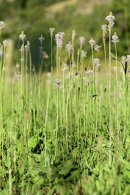 BUITEN BEELD Foto: 361929