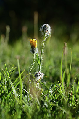BUITEN BEELD Foto: 361942