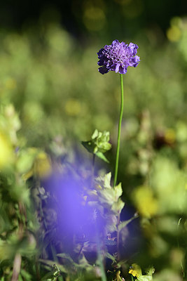 BUITEN BEELD Foto: 361950