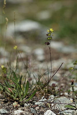 BUITEN BEELD Foto: 361961