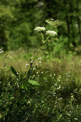 BUITEN BEELD Foto: 361963