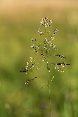 BUITEN BEELD Foto: 361993