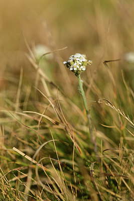 BUITEN BEELD Foto: 361996