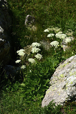 BUITEN BEELD Foto: 362006