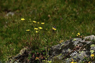 BUITEN BEELD Foto: 362009