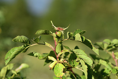 BUITEN BEELD Foto: 362026