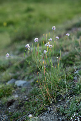 BUITEN BEELD Foto: 362027