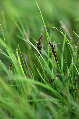 BUITEN BEELD Foto: 362034