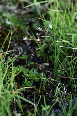 BUITEN BEELD Foto: 362042