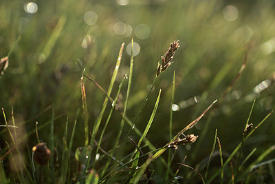 BUITEN BEELD Foto: 362044