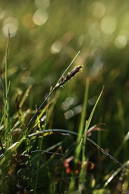 BUITEN BEELD Foto: 362045