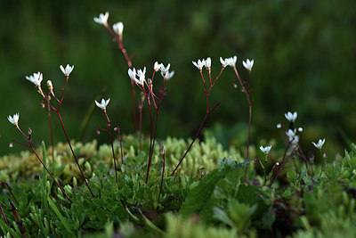 BUITEN BEELD Foto: 362048