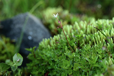 BUITEN BEELD Foto: 362049